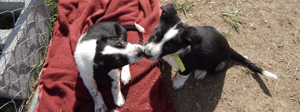 Heeler Pups Kissing