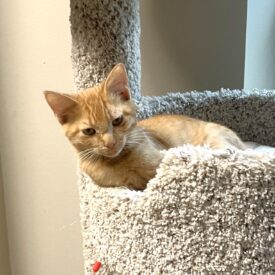 Cheeto